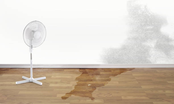 Best Water damage contractors near me  in Hayfield, MN
